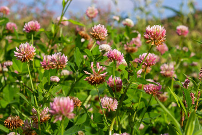 1500 ALSIKE CLOVER Trifolium Hybridum Pink & White Flower Legume Seeds