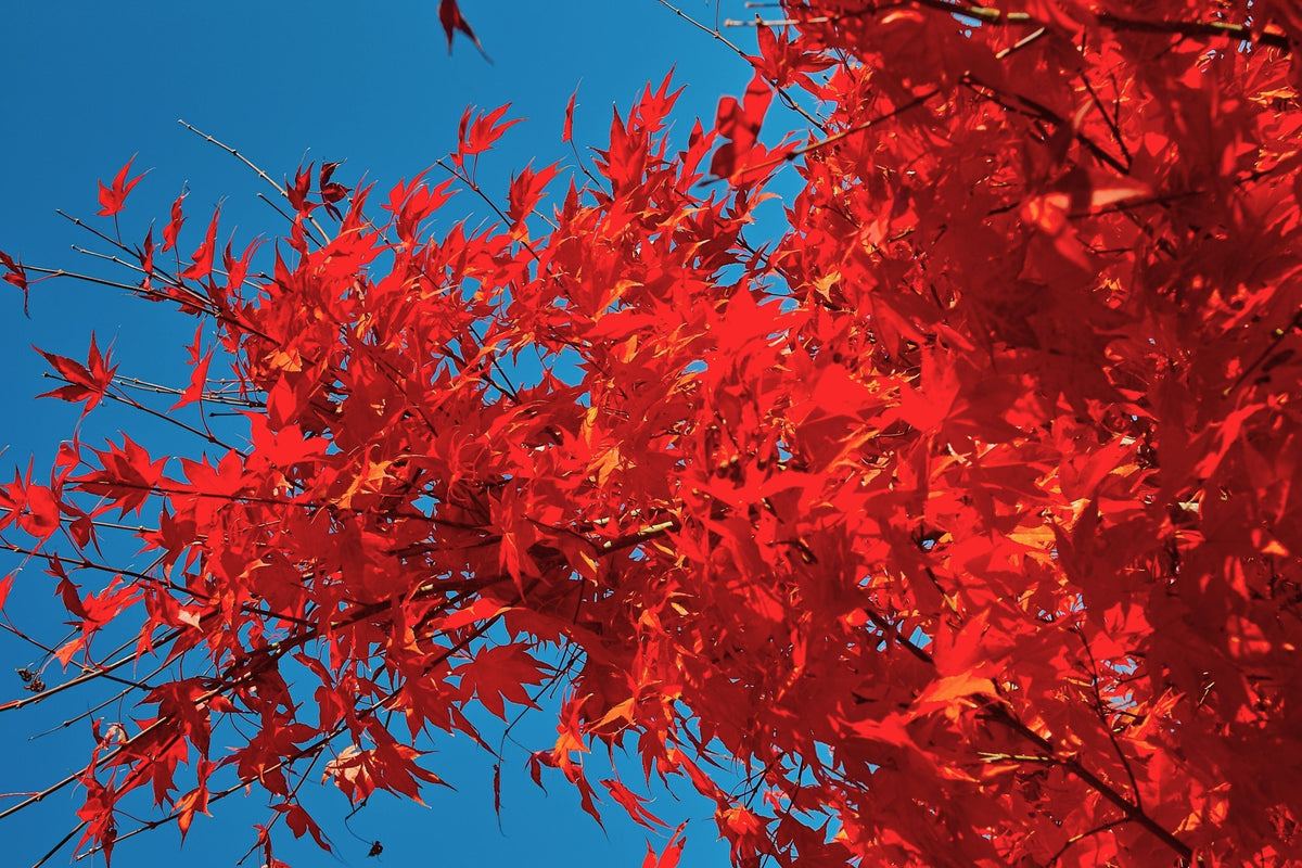 25 SIBERIAN MAPLE TREE Acer Ginnala Seeds - Red Fall Foliage