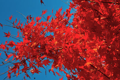 25 SIBERIAN MAPLE TREE Acer Ginnala Seeds - Red Fall Foliage