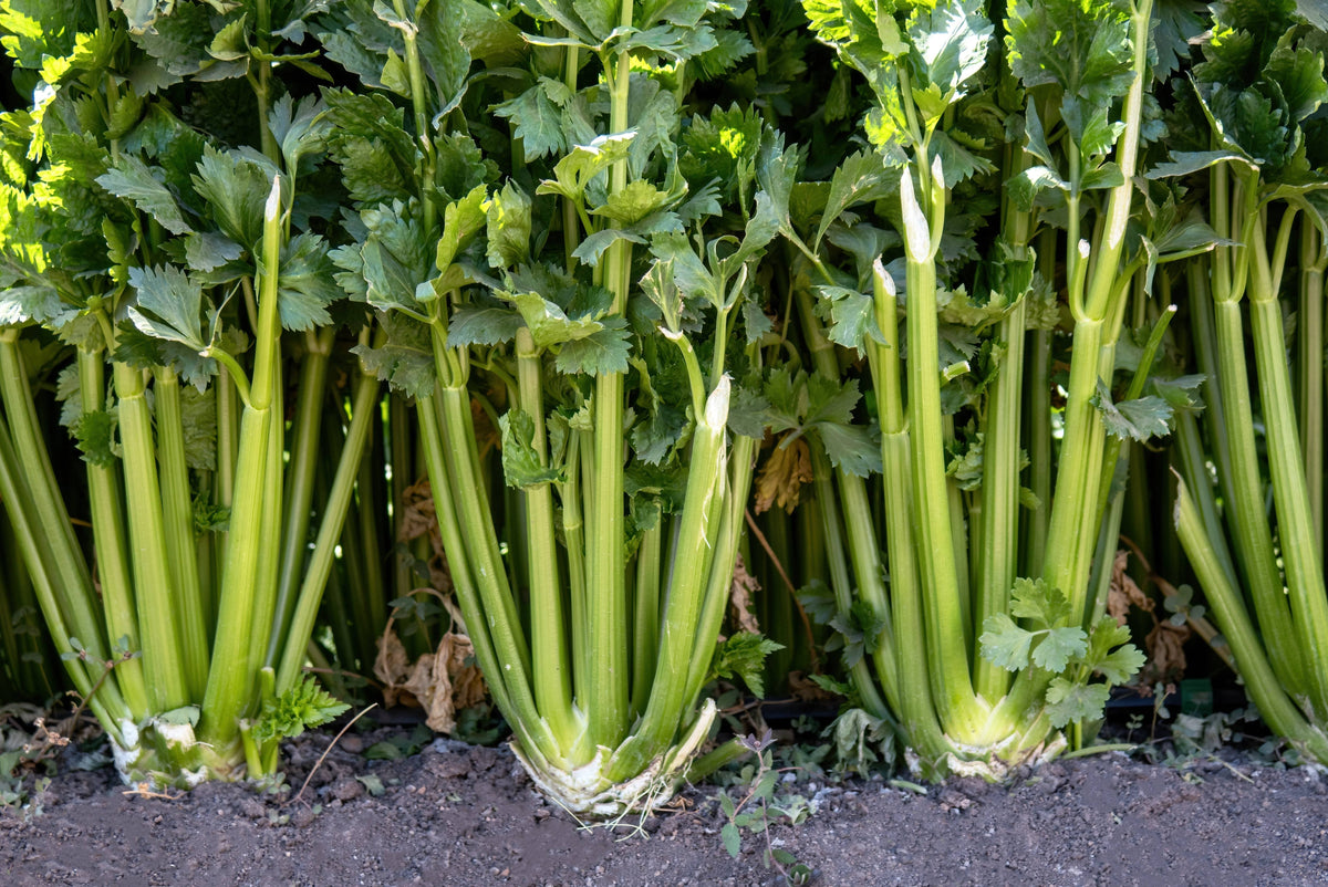 1000 TENDERCRISP CELERY Stalks & Leaves Apium Graveolens Vegetable Seeds