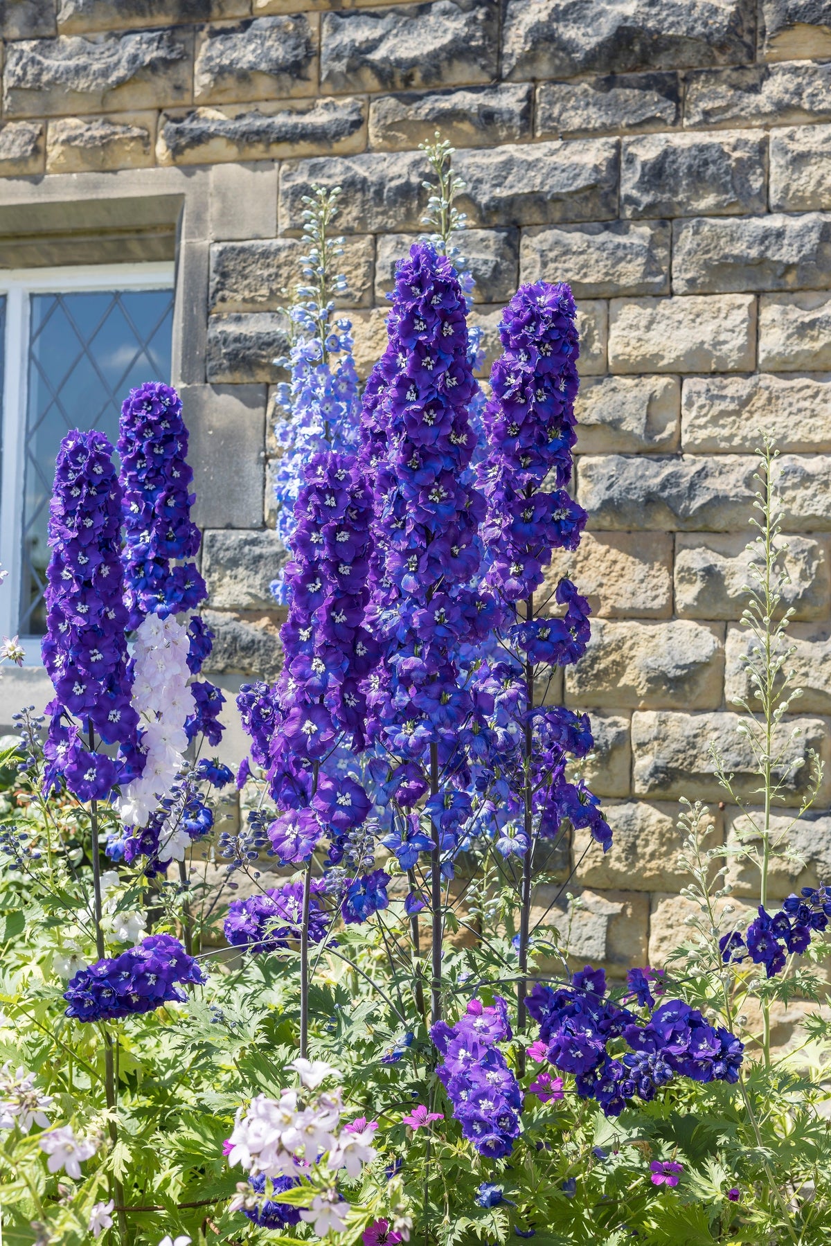500 Purple ROCKET LARKSPUR DELPHINIUM Ajacis Consolida Flower Seeds