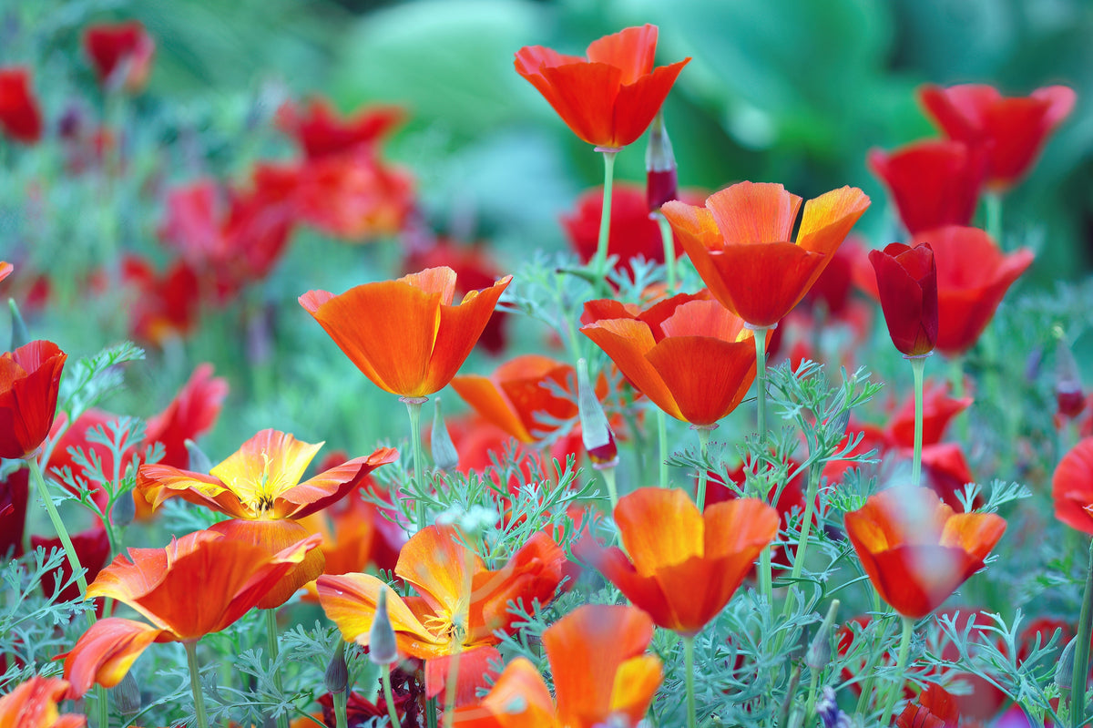 1000 MIXED Colors CALIFORNIA POPPY (Ballerina / Mission Bells) Eschscholzia Californica Flower Seeds