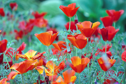 1000 MIXED Colors CALIFORNIA POPPY (Ballerina / Mission Bells) Eschscholzia Californica Flower Seeds