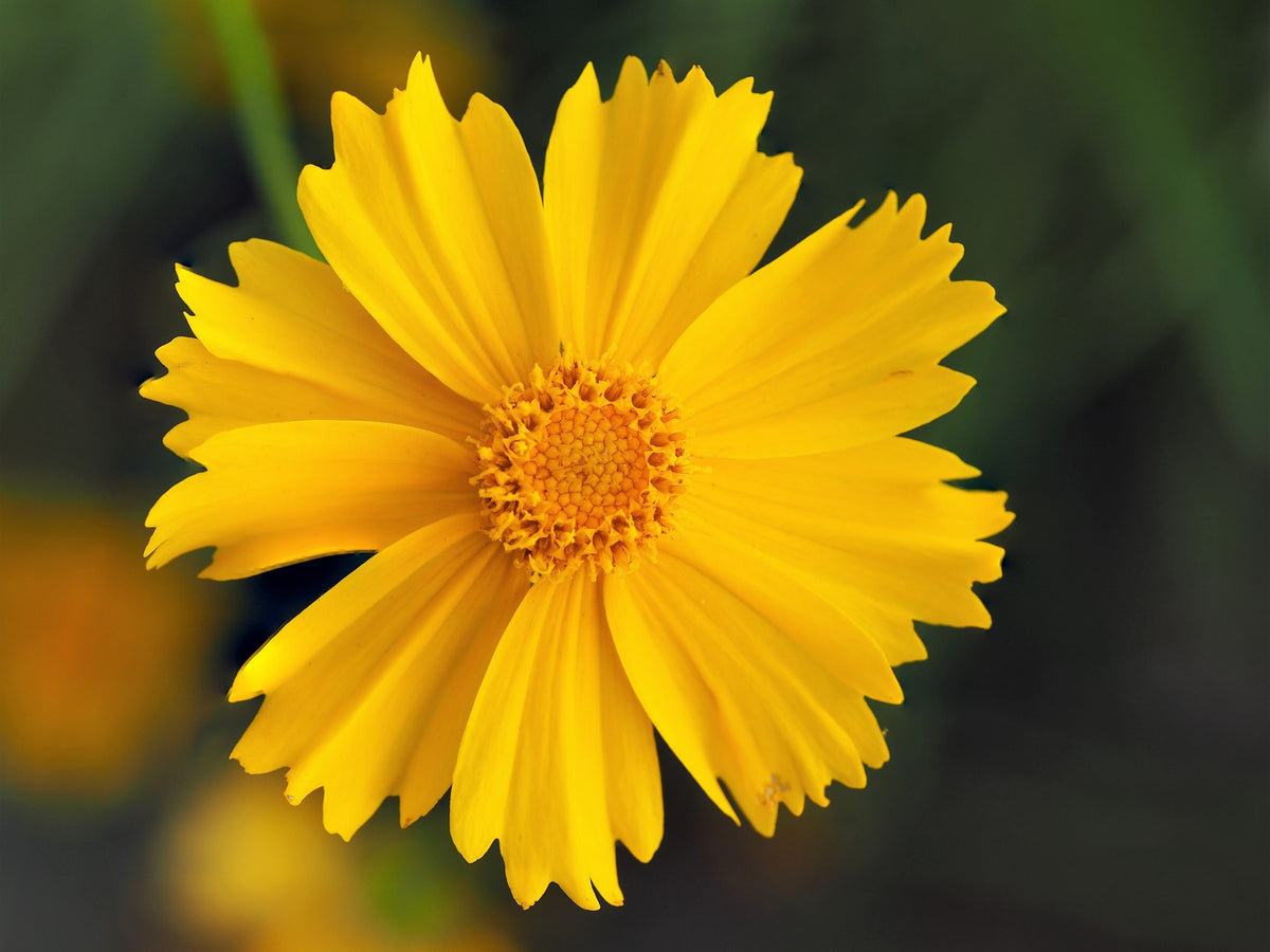 1000 YELLOW SAND COREOPSIS Lanceolata Lanceleaf Tickseed Flower Seeds