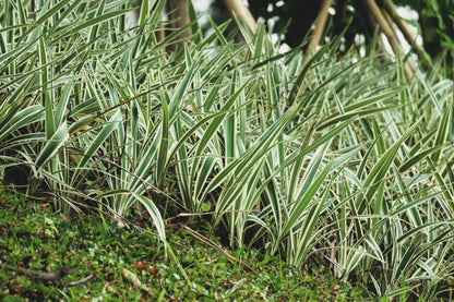 1000 Variegated RIBBON GRASS Reed Canary Phalaris Arundinacea Pink Flower Seeds