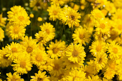 50 Mixed Colors INDIAN CHRYSANTHEMUM Indicum Hardy Mum Double Red Yellow Pink Orange Purple Bicolor Flower Seeds