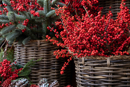 50 WINTERBERRY Holly Ilex Verticillata - Candian Holly  / Fever Bush / Black Alder Tree Shrub Red Berry White Flower Seeds