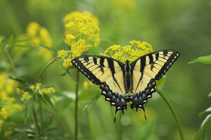150 GOLDEN ALEXANDER (Golden Zizia / Meadow Zizia) Zizia Aurea Flower Seeds