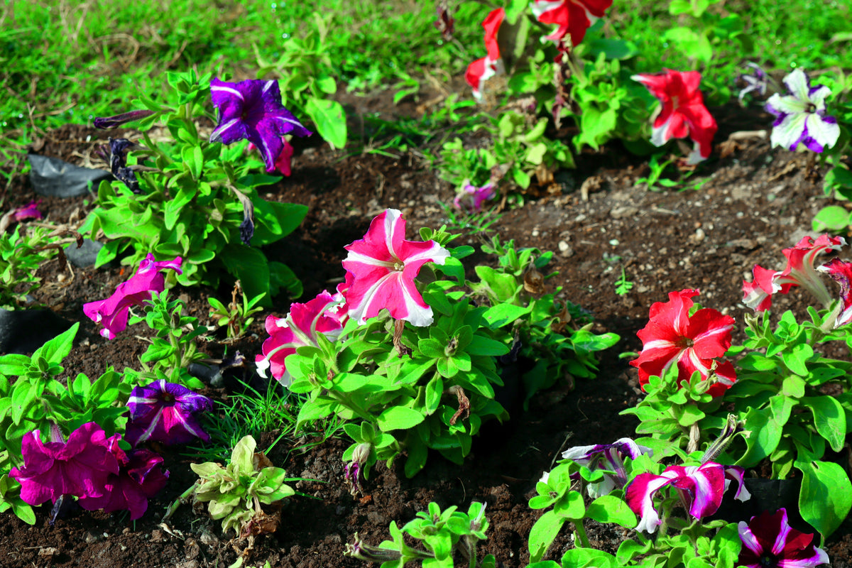 100 STAR MIX PETUNIA Mixed Colors Petunia Violacea Flower Seeds Red Blue Purple