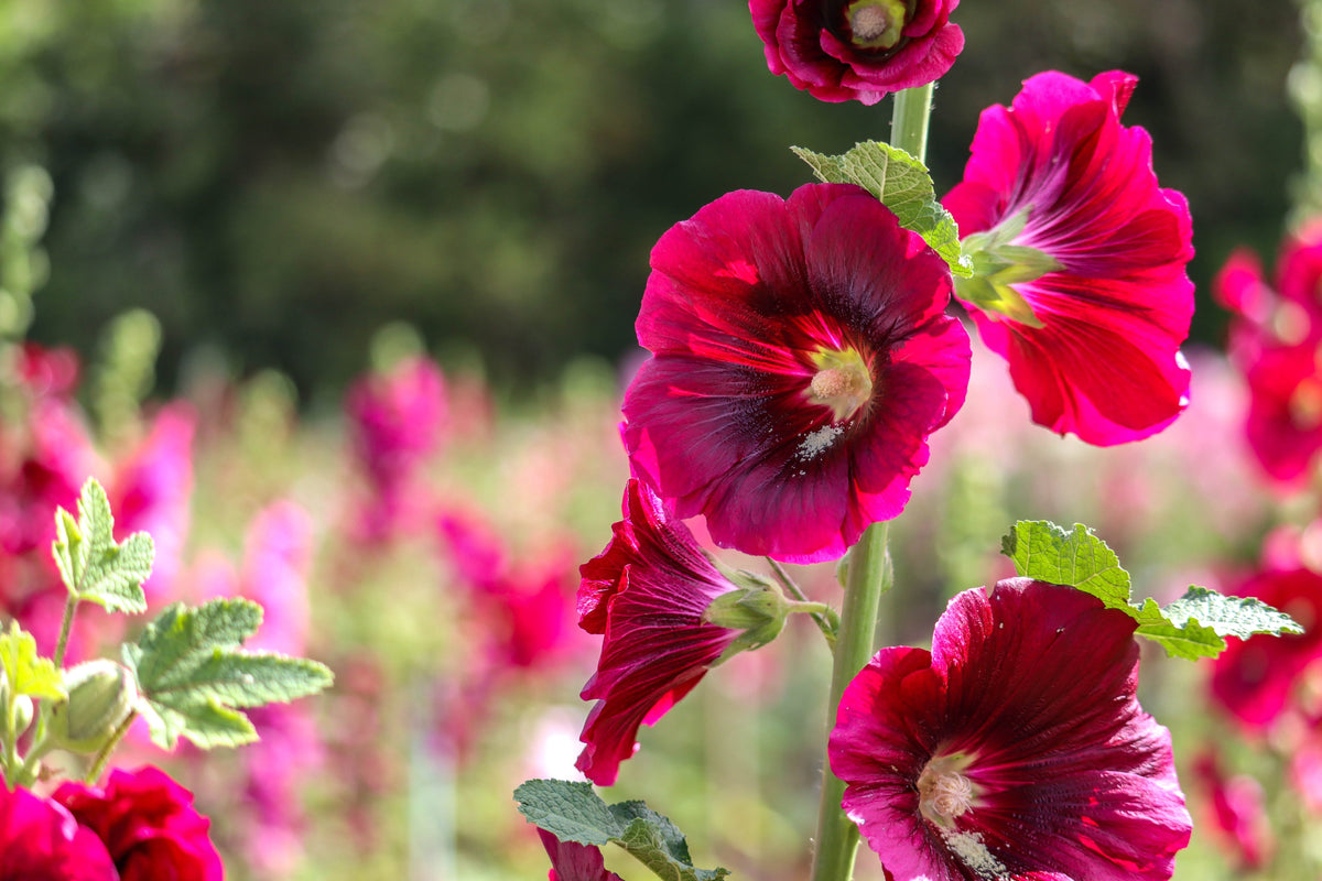 25 DARK RED HOLLYHOCK Alcea Rosea Flower Seeds Perennial