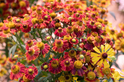 100 HELENIUM ' AUTUMN LEAVES ' Mix Helenium Autumnale Sneezeweed Mixed Colors Flower Seeds
