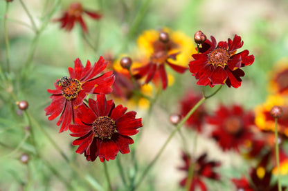 50 MAHOGANY MIDGET COREOPSIS Tinctoria Red Dwarf Flower Seeds