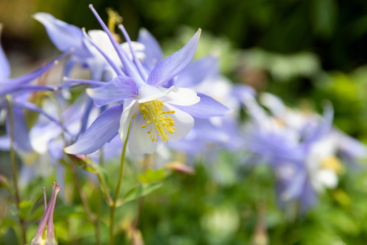 50 Blue ROCKY MOUNTAIN COLUMBINE Aquilegia Caerulea Flower Seeds