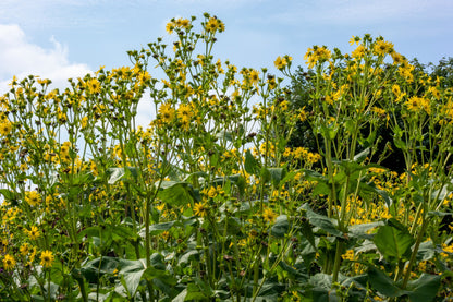 10 Yellow COMPASS PLANT Silphium Laciniatum Prairie Compassplant 4" Flower Seeds