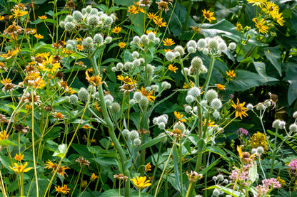 200 RATTLESNAKE MASTER / Button Snakeroot  Eryngium Yuccifolium Flower Seeds