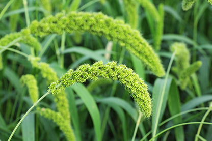 50 LIMELIGHT SPRAY MILLET Light Lime Green Flower Setaria Italica Grass Seeds