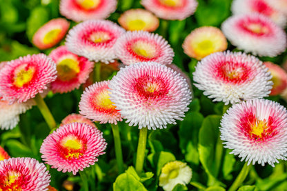 100 Strawberries & Cream ENGLISH DAISY Bellis Perennis Flower Seeds