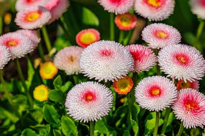 100 Strawberries & Cream ENGLISH DAISY Bellis Perennis Flower Seeds