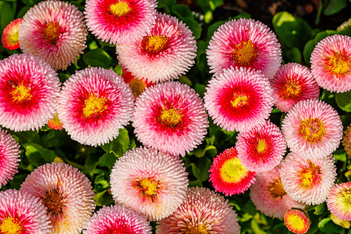 100 Strawberries & Cream ENGLISH DAISY Bellis Perennis Flower Seeds