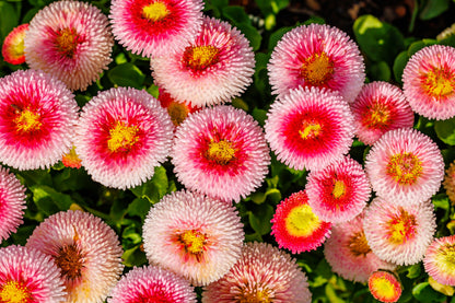 100 Strawberries & Cream ENGLISH DAISY Bellis Perennis Flower Seeds