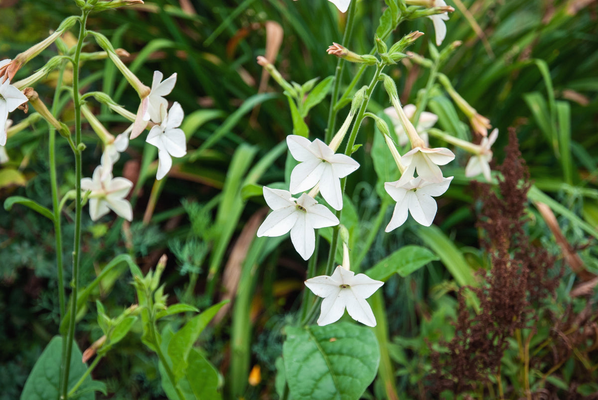 200 JASMINE AZTEC NICOTIANA (Ornamental Flowering Tobacco) Nicotiana Alata Flower Seeds