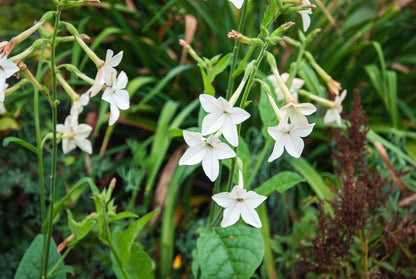200 JASMINE AZTEC NICOTIANA (Ornamental Flowering Tobacco) Nicotiana Alata Flower Seeds
