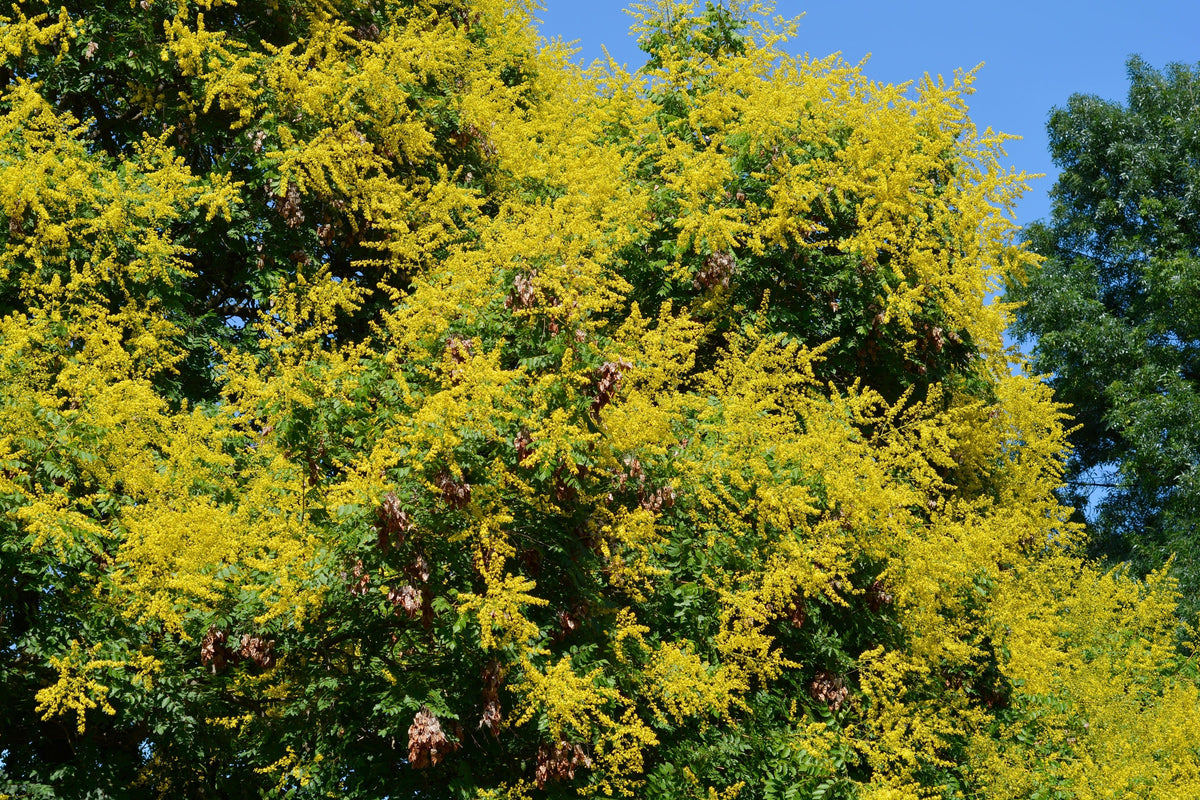10 DWARF GOLDEN RAIN TREE Koelreuteria Paniculata Nana Yellow Flower Seeds