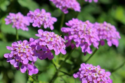 1000 ROSE CARDINAL CANDYTUFT Iberis Umbellata Flower Seeds