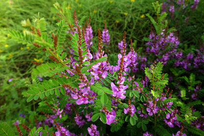 50 TRUE INDIGO Dye Indigo Indigofera Tinctoria Pink Purple Sub Shrub Flower Seeds