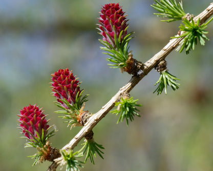 25 EUROPEAN LARCH TREE Pine Pinetree Evergreen Larix Decidua Seeds