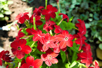 100 Heirloom MIXED COLORS NICOTIANA (Ornamental Flowering Tobacco) Nicotiana Alata Flower Seeds
