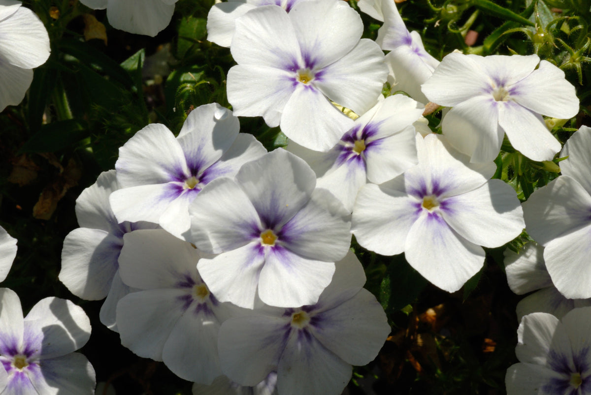 100 Mixed Colors DRUMMOND PHLOX MIX Pink, Red, White, Purple Phlox Drummondii Flower Seeds