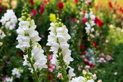 250 WHITE SNOWFLAKE SNAPDRAGON Antirrhinum Majus Flower Seeds