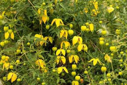 10 Yellow CLEMATIS RADAR LOVE Vine Climber Clematis Tangutica Flower Seeds