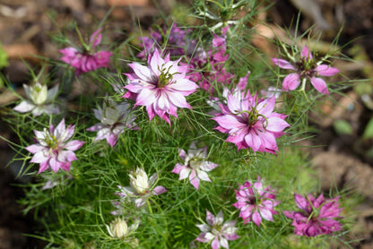 500 LOVE In A MIST PERSIAN Jewels Mixed Colors (Fennel Flower) Nigella Damascena Flower Seeds