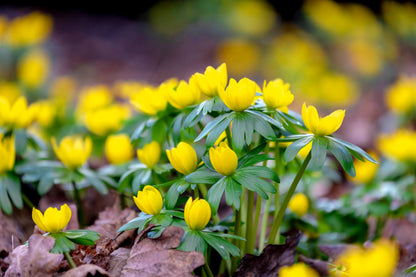10 WINTER ACONITE Eranthis Hyemalis Yellow Sun Shade Flower Seeds
