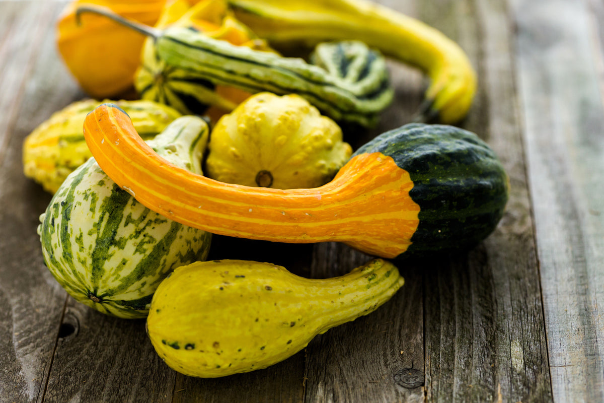30 MIXED GOURD Lagenaria Siceraria Seeds