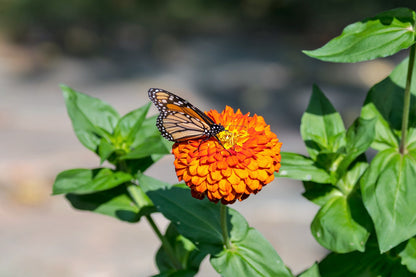 250 ORANGE KING ZINNIA Elegans Flower Seeds
