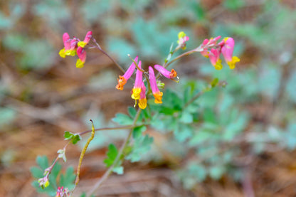 50 ROCK HARLEQUIN Pink & Yellow Corydalis Sempervirens Flower Seeds