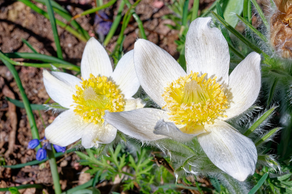 25 WHITE ANEMONE Pulsatilla Vulgaris PASQUE flower Seeds