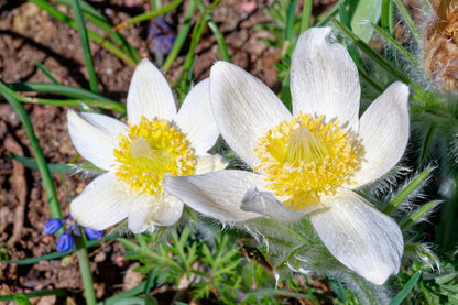 25 WHITE ANEMONE Pulsatilla Vulgaris PASQUE flower Seeds