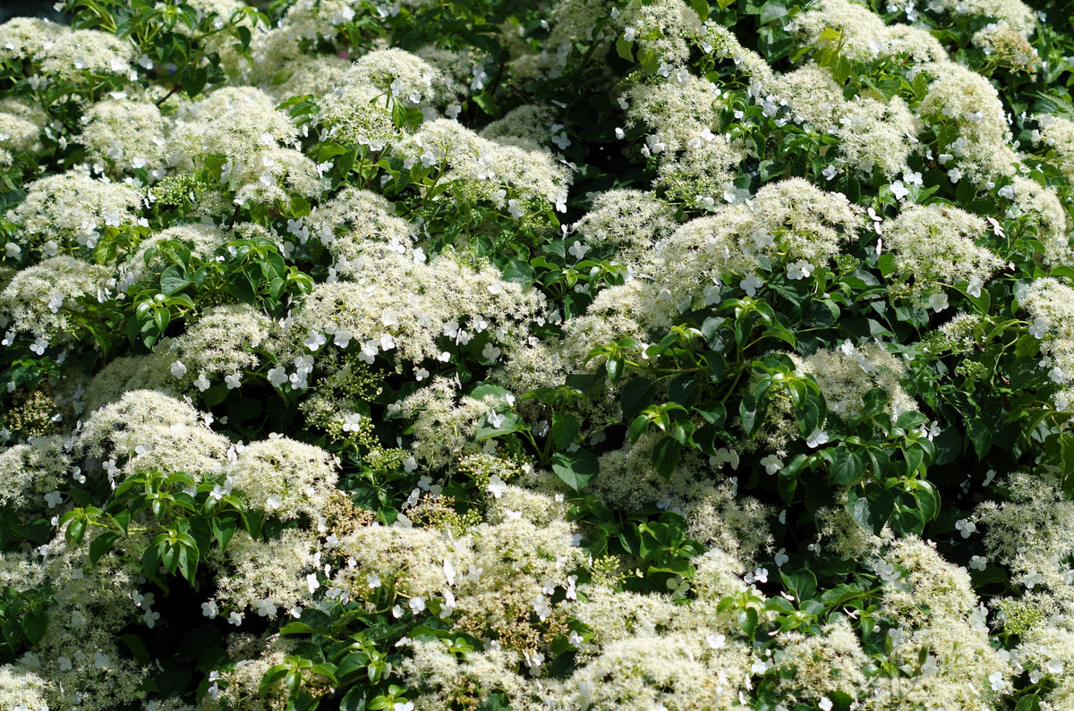 50 CLIMBING HYDRANGEA Anomala Petiolaris Vine Flower Seeds