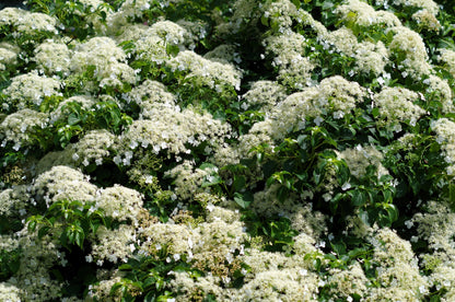 50 CLIMBING HYDRANGEA Anomala Petiolaris Vine Flower Seeds