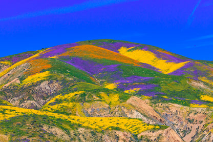 1000 MIXED Colors CALIFORNIA POPPY (Ballerina / Mission Bells) Eschscholzia Californica Flower Seeds
