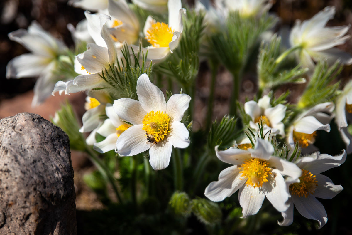 25 WHITE ANEMONE Pulsatilla Vulgaris PASQUE flower Seeds
