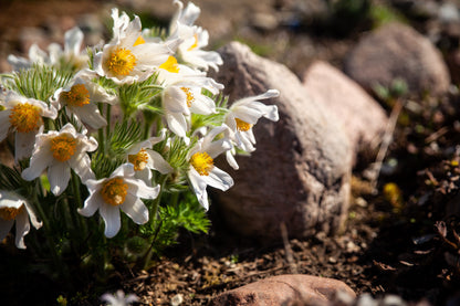 25 WHITE ANEMONE Pulsatilla Vulgaris PASQUE flower Seeds