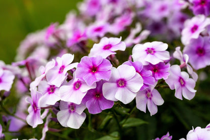20 MEADOW PHLOX Maculata Mixed Colors Wild Sweet William Native Hummingbird Flower Seeds