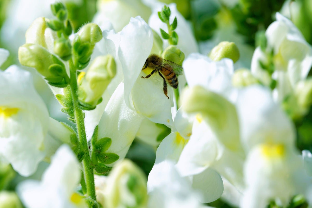 250 WHITE SNOWFLAKE SNAPDRAGON Antirrhinum Majus Flower Seeds