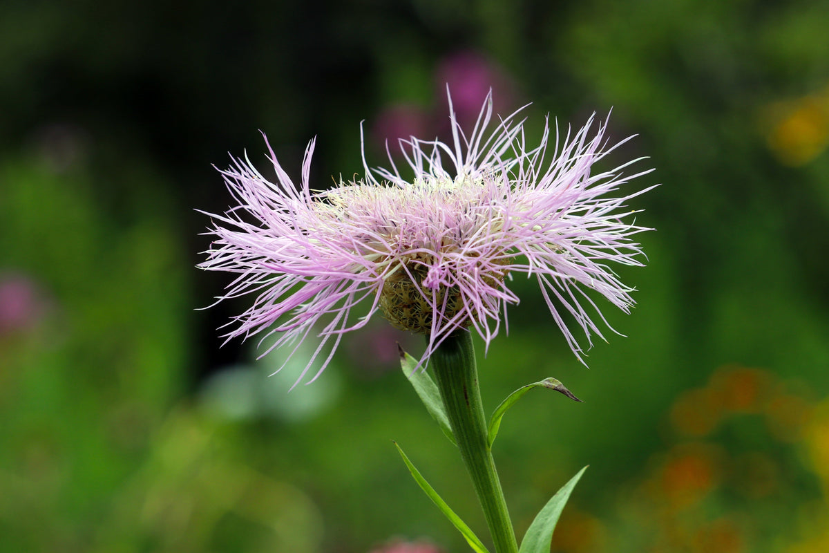 25 AMERICAN ROSE (Centaurea Aloha / American Starflower / American Basket Flower / America Starthistle) Centaurea Americana Flower Seeds