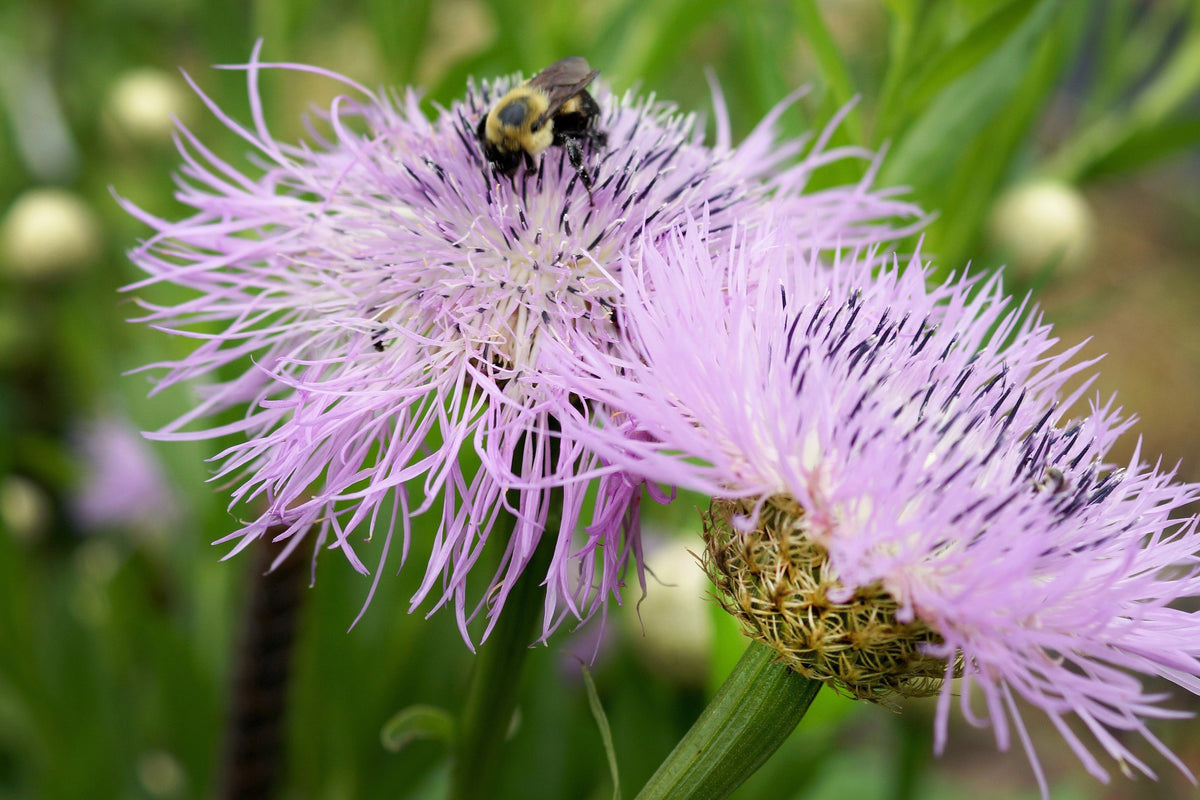 25 AMERICAN ROSE (Centaurea Aloha / American Starflower / American Basket Flower / America Starthistle) Centaurea Americana Flower Seeds
